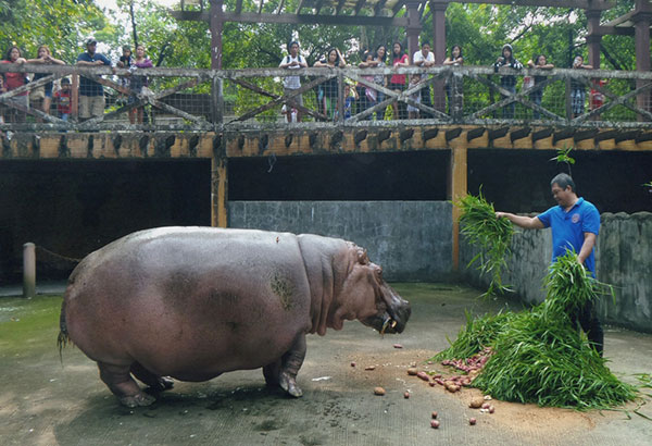  Hippo na si âBerthaâ hindi  namatay sa âboredomâ   