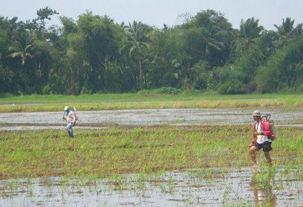 Rats force North Cotabato town to declare state of calamity