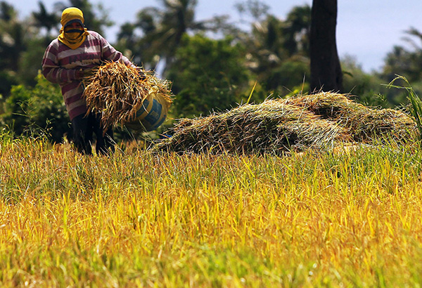    Agri sector reels from  P1-B typhoon damage    