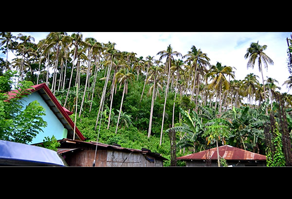 'Cocolisap' infests trees in two Romblon towns