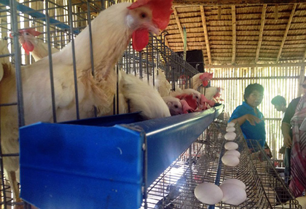 Batangas livestock farmers suffer backlash in Pampanga's bird flu outbreak