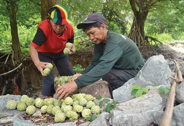 Government boosts atis production in Lobo