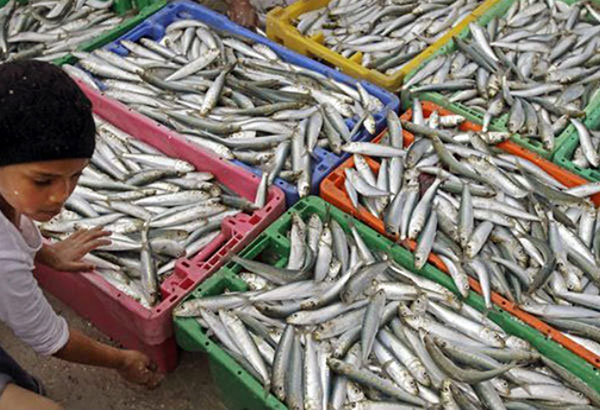 Dwindling catch: Fisheries production slips in Q3