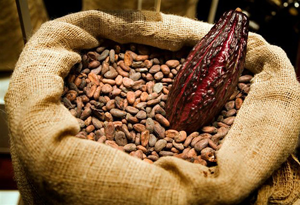 Government steps up drive to boost cacao output   