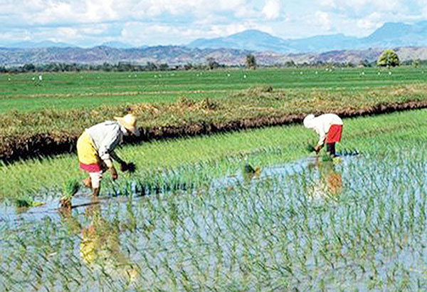 Agriculture contribution shrinking in ASEAN    