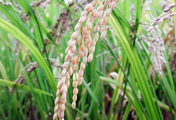 Palay output up in Q3  