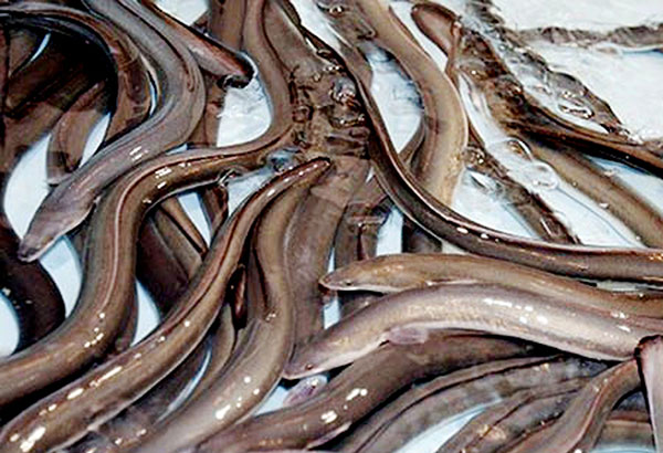 Government crafts masterplan for eel industry development   