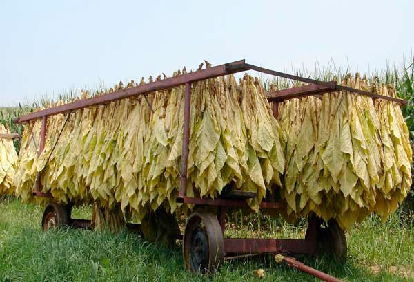 Armed group in Ilocos Sur seizes, burns tobacco firm's truck