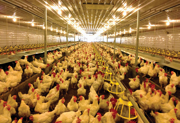 Govâ��t to pay P80  per slaughtered chicken     