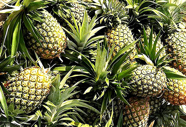 Government moves to revive piÃ±a fiber industry   
