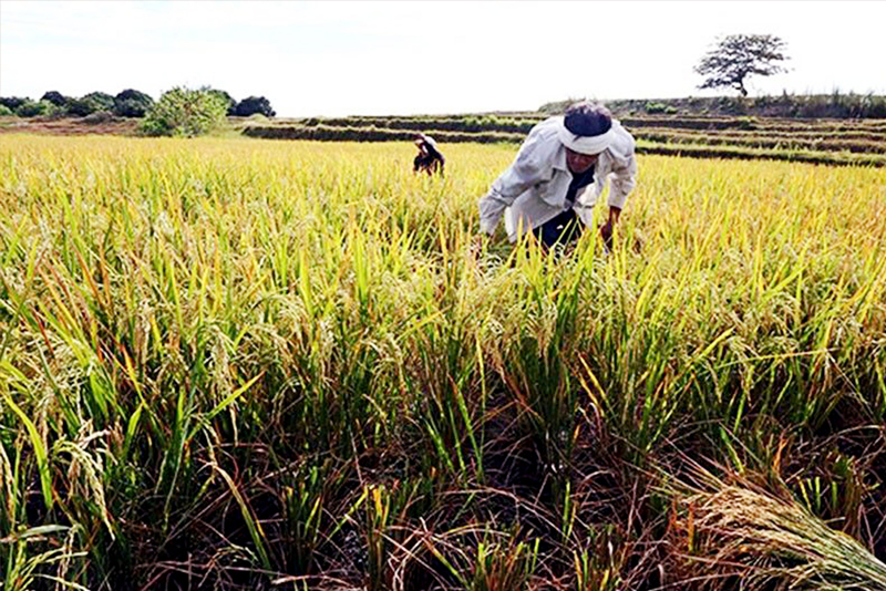 Department of Agriculture eyes pension plan for farmers    