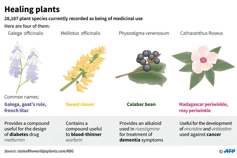 UK survey finds 28,000 plant species for medical use