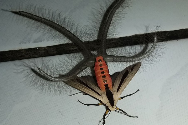 Internet freaks out over terrifying tentacled moth