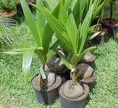 Villlar hails executive order vs 'cocolisap'