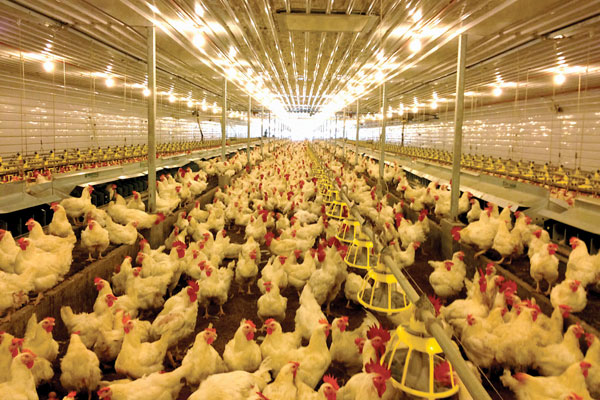 DA: Chicken supply to normalize next month