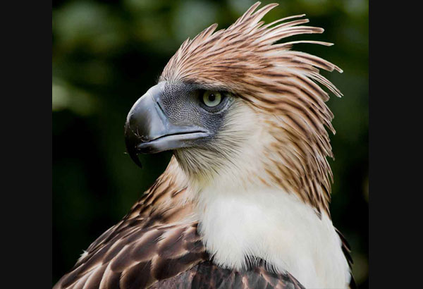 philippines-eagle.jpg
