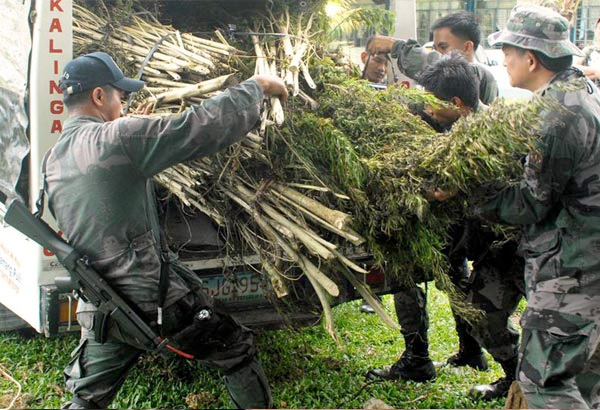 PDEA: Marijuana passes through Baguio but not grown there
