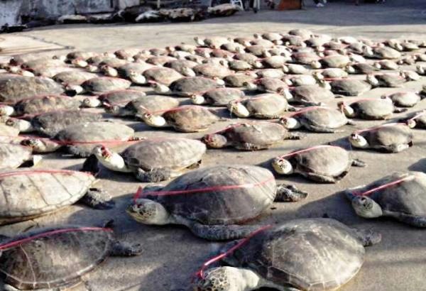9 Chinese poachers convicted in Palawan