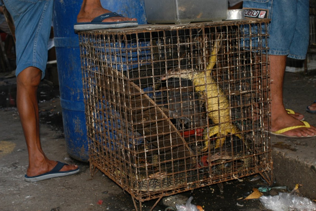 Undercover researchers: Never-before-seen lizards for sale in Philippines