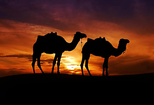 OFWs told: Avoid camels
