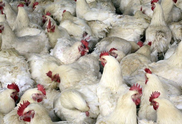 Lack of manpower delays chicken culling in Pampanga town