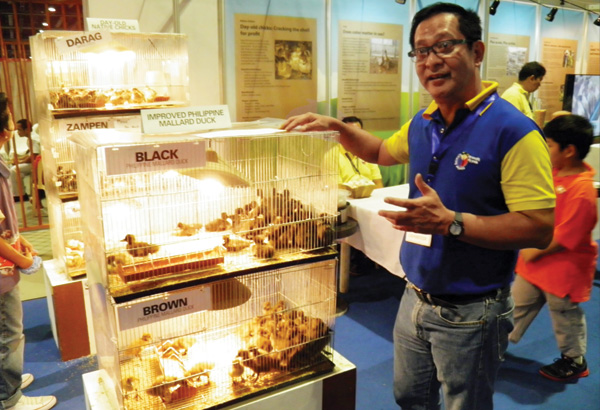 DOST scientists want color-coded ducks