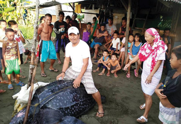 Sea turtle caught in Samar