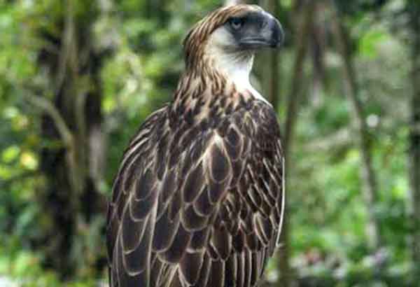 3 Philippine Eagles waiting to be adopted
