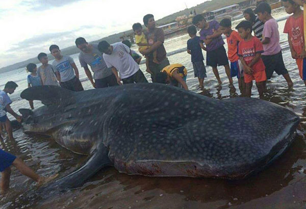 Whale shark found dead in Surigao del Norte