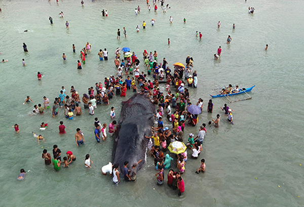 BFAR: Plastic, steel wires killed whale in Samal