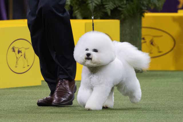 A Westminster wow: Bichon frise becomes America's top dog