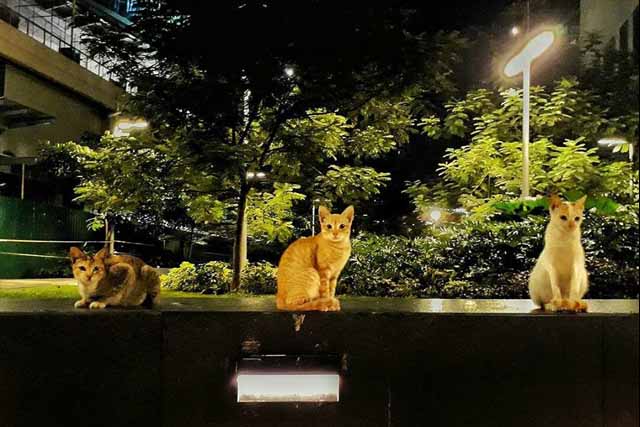 Missing BGC cats 'relocated, adopted', hotel management claims
