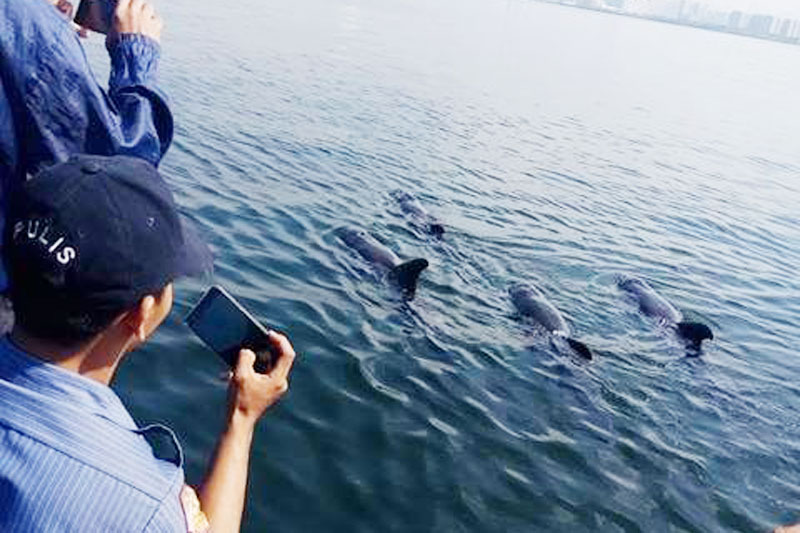 12 dolphins rescued in Manila Bay