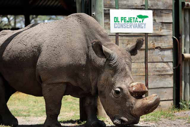 World's last male northern white rhino, Sudan, dies
