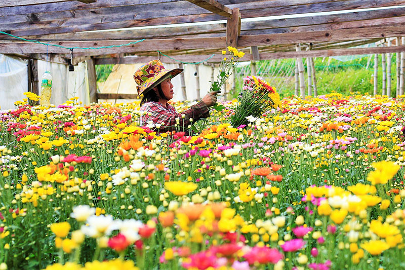 flower farm near metro manila