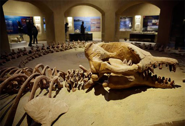 Egypt unveils rare whale fossil museum to boost tourism