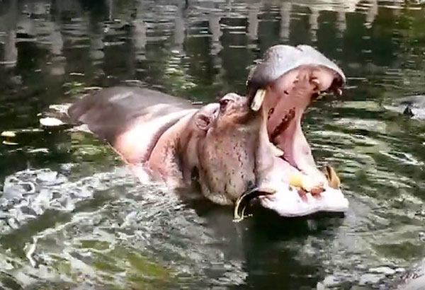 Manila Zoo loses oldest resident, Bertha the hippo     