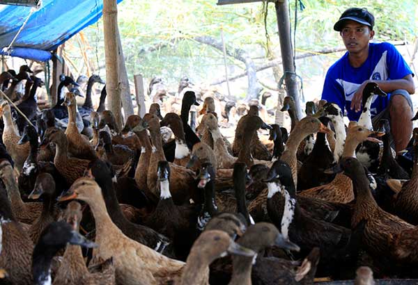 Bird flu outbreak feared in Butuan duck farm