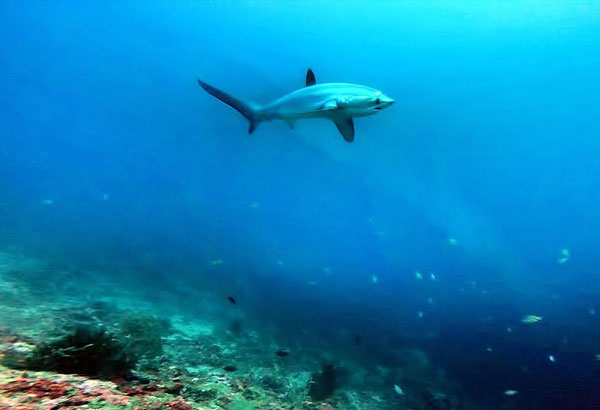 Thresher sharks now part of international â��protectedâ�� species  