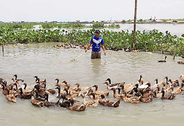 DA: No bird flu in Butuan