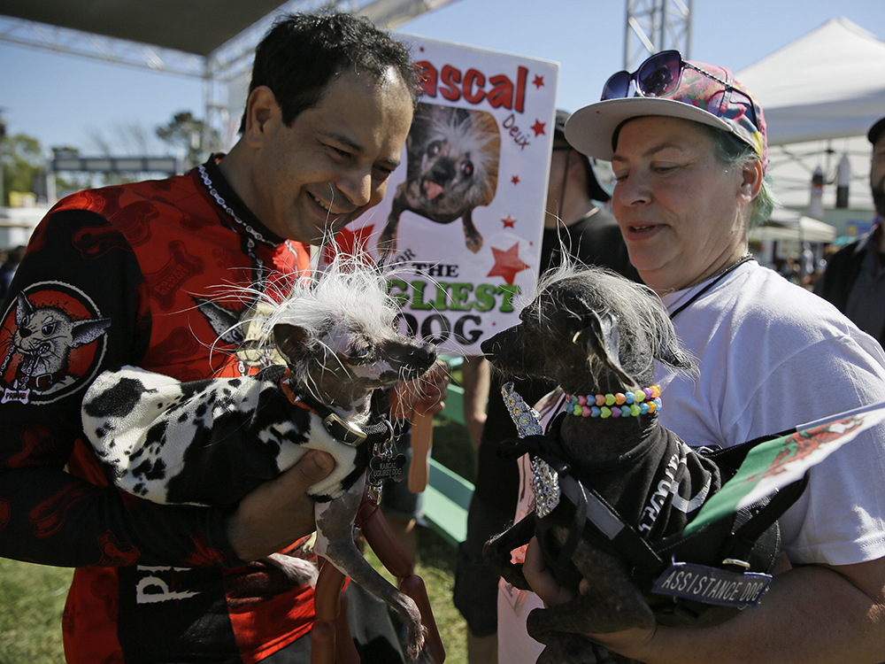 World's Ugliest Dog Contest awards underdogs' inner beauty 