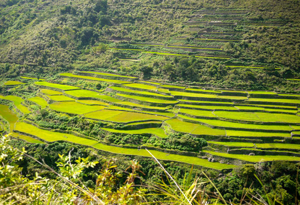 Gene banks to ensure supply, survival of Cordillera's heirloom rice