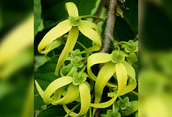 Ylang-ylang to boost farm tourism