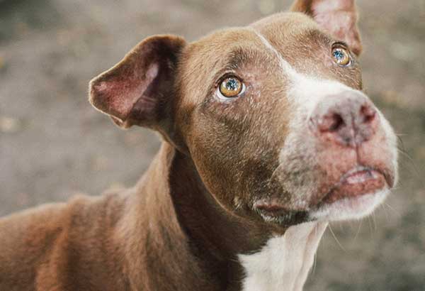 In defense of the pit bull