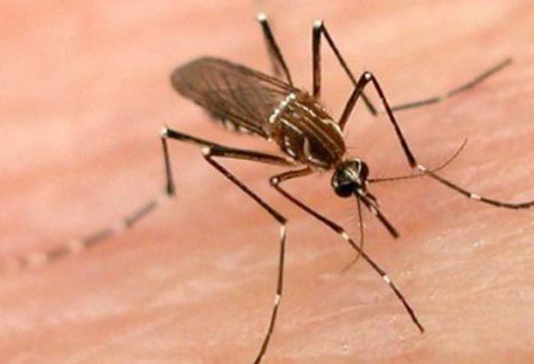 Dengue downs 7 athletes in South Cotabato