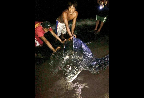 3 kids die after eating turtle meat