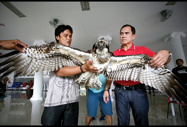 Fish-eating eagle caught in La Union