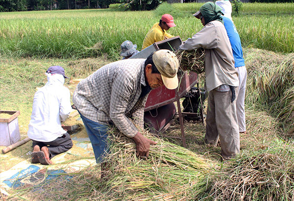 Asean firms win bid to supply rice to Philippines