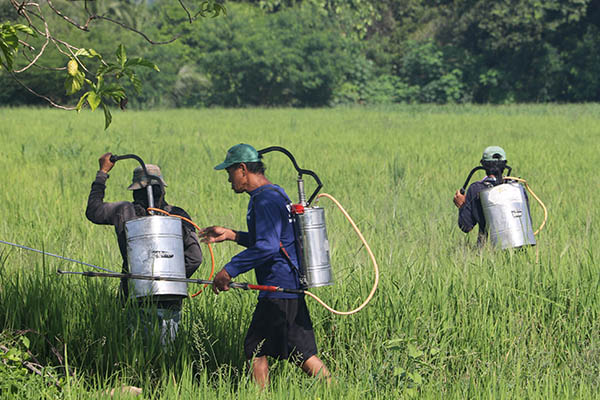Maguindanao gets new DA farm assistance package