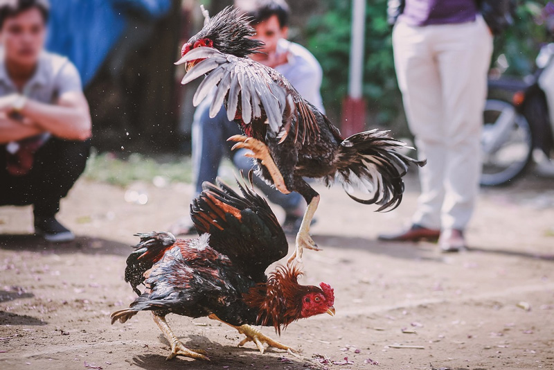 Temporary ban on cockfighting eyed vs avian flu